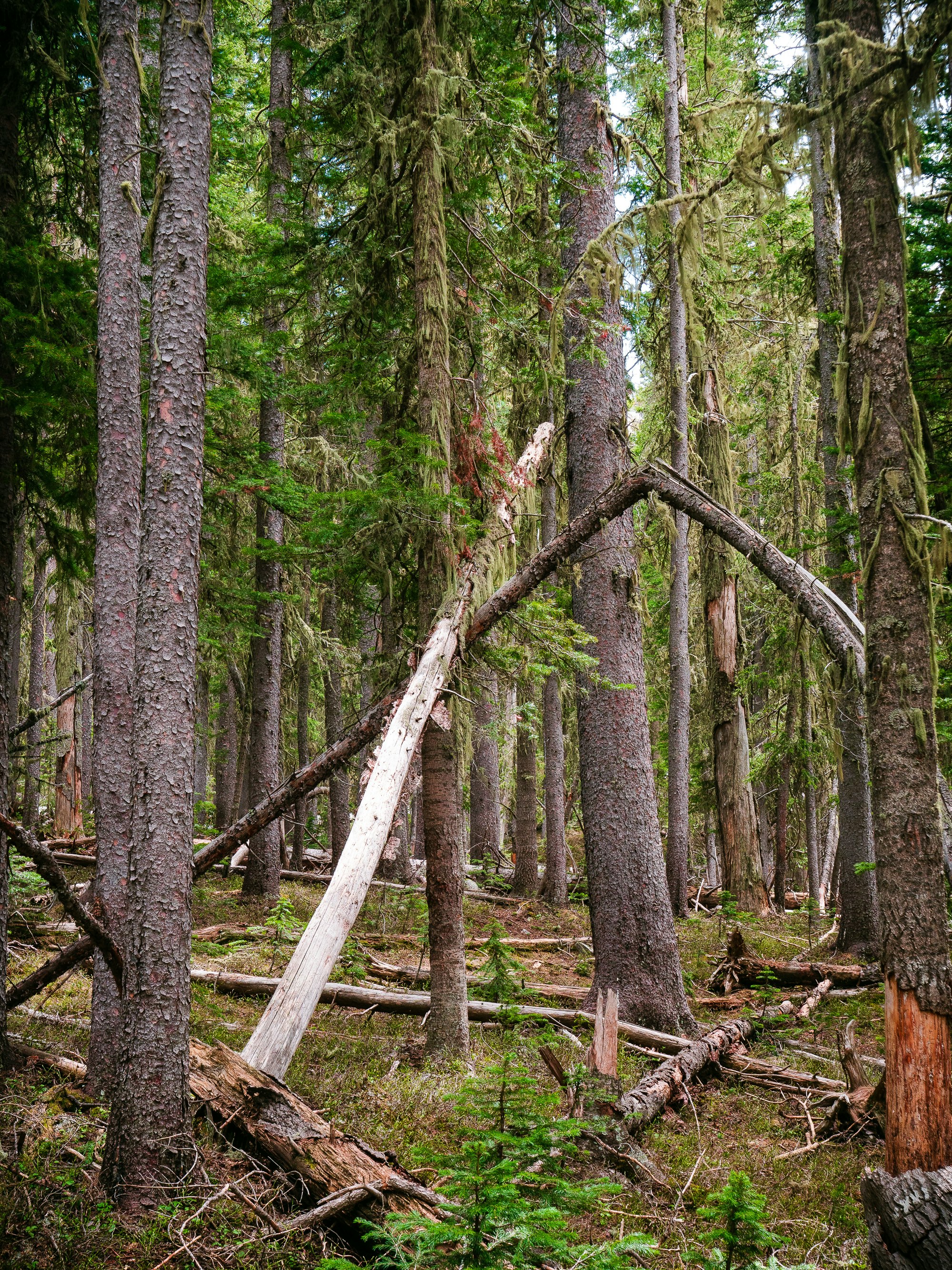 green trees on forest during daytime